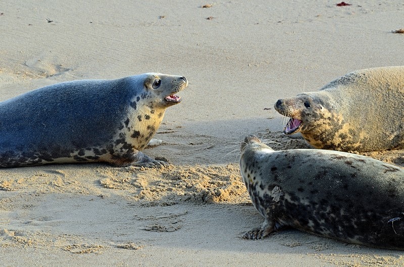 Atlantic Grey Seals - Atlantic Grey Seals