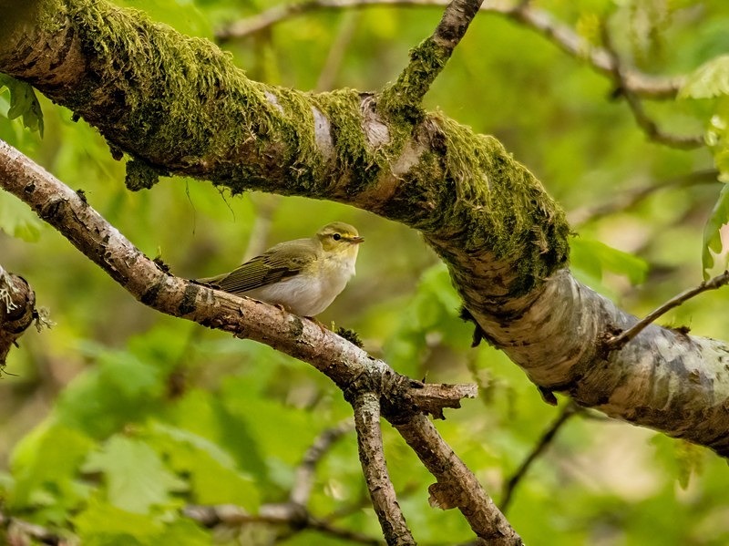 Wood Warbler - Warblers