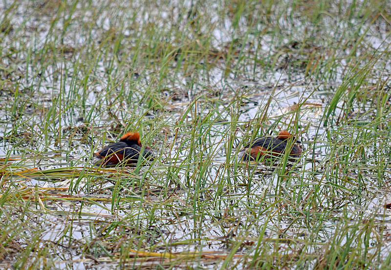Slavonian Grebes - North east Iceland