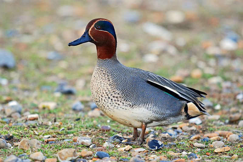 Teal - Dabbling ducks