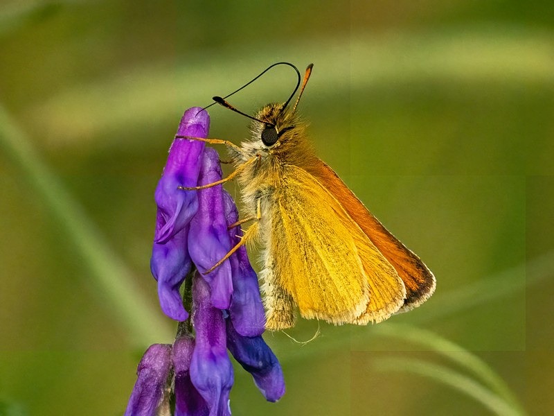 Essex Skipper - Butterflies