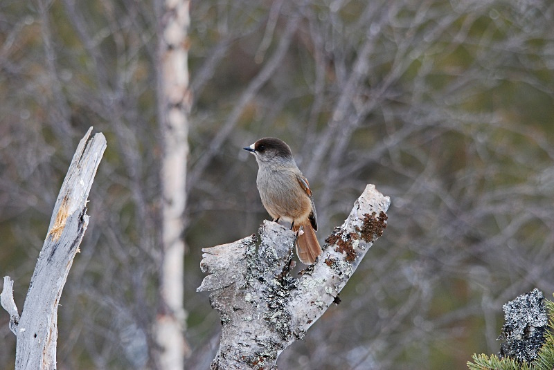 Siberian Jay - Finland