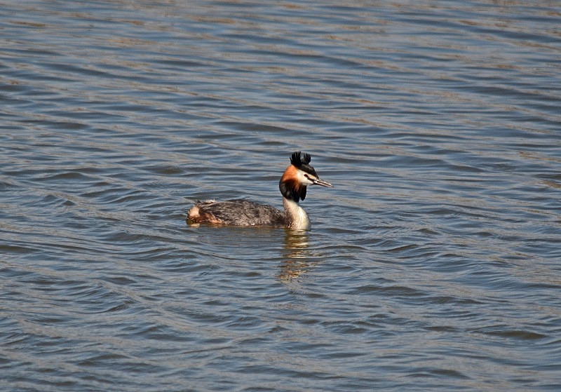 Great Crested Grebe - Grebes