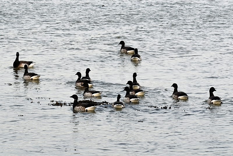 Pale-bellied Brent Geese - Ireland - January and February 2020