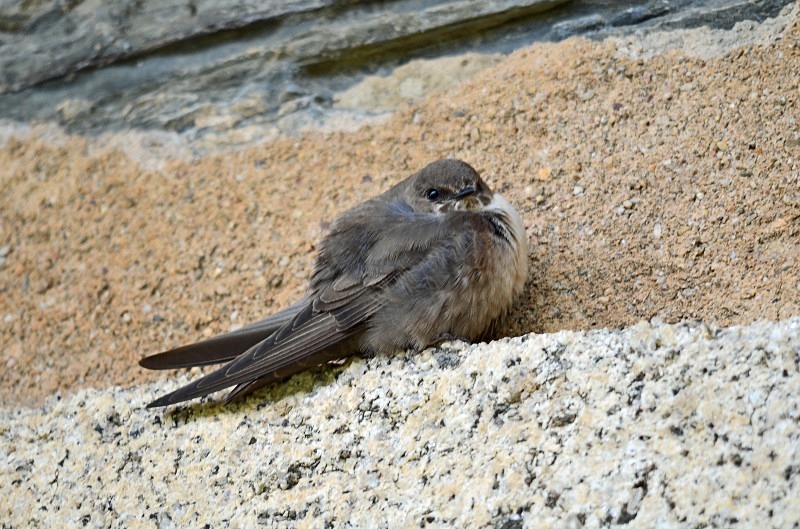 Crag Martin - South and west Spain - April and May 2012