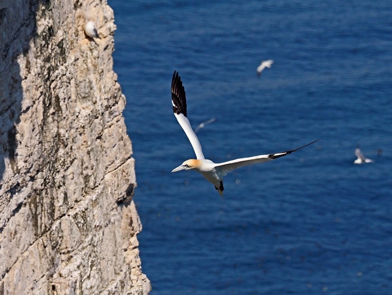 Gannet - Gannets