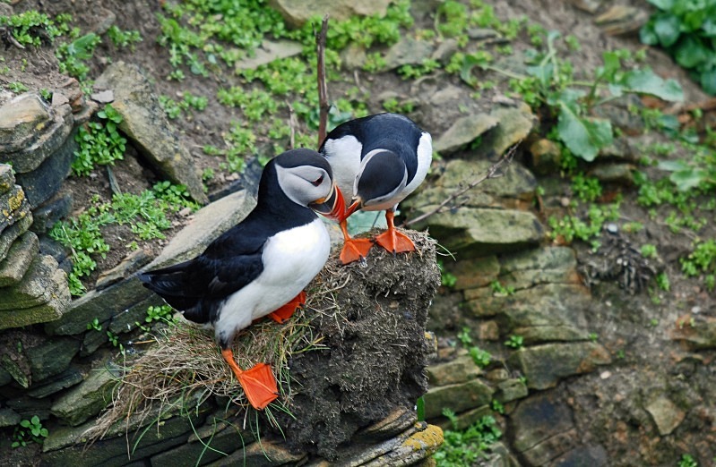 Puffins - Puffins