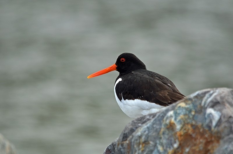 Oystercatcher - North Norway