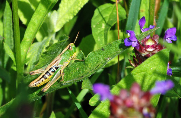 Meadow Grasshopper - Insects, beetles, spiders, etc.