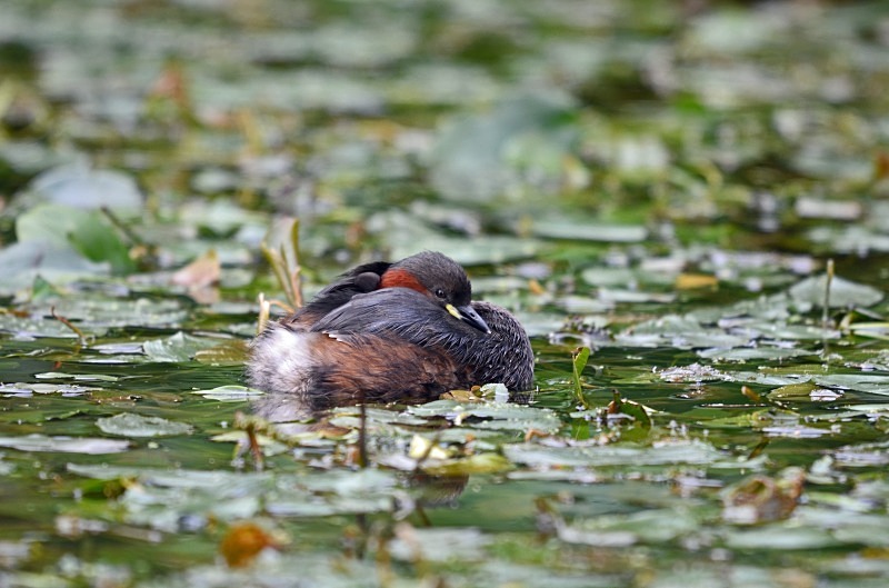Little Grebe - Grebes