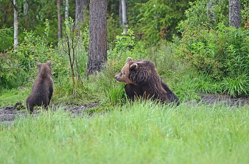 Brown Bear and cub - North Finland - part 2