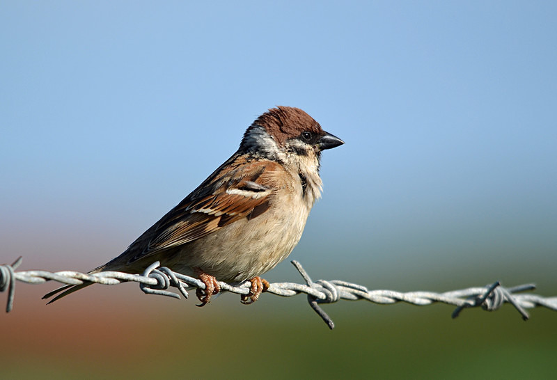 Tree Sparrow - Sparrows