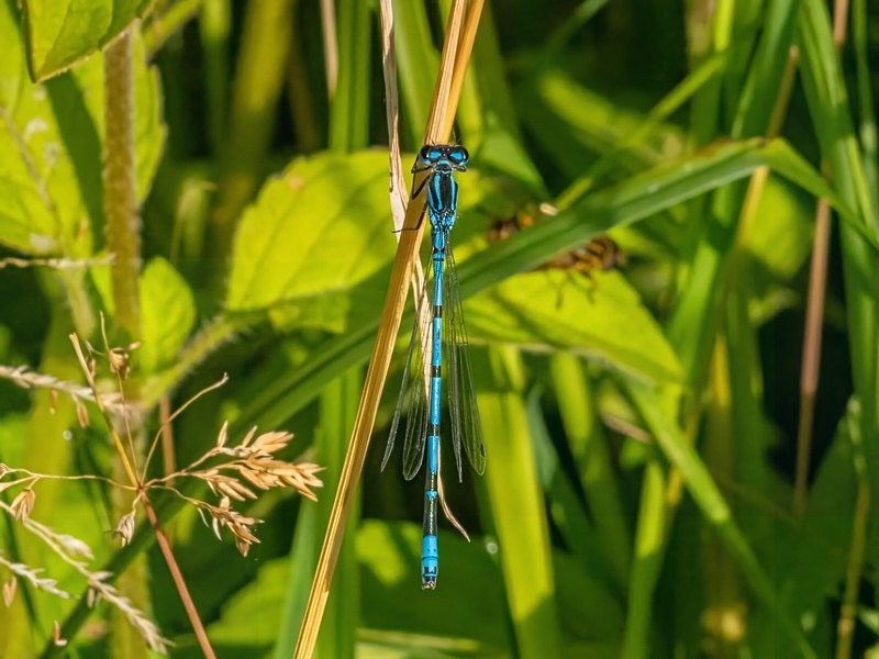 Azure Damselfly - Dragonflies and damselflies