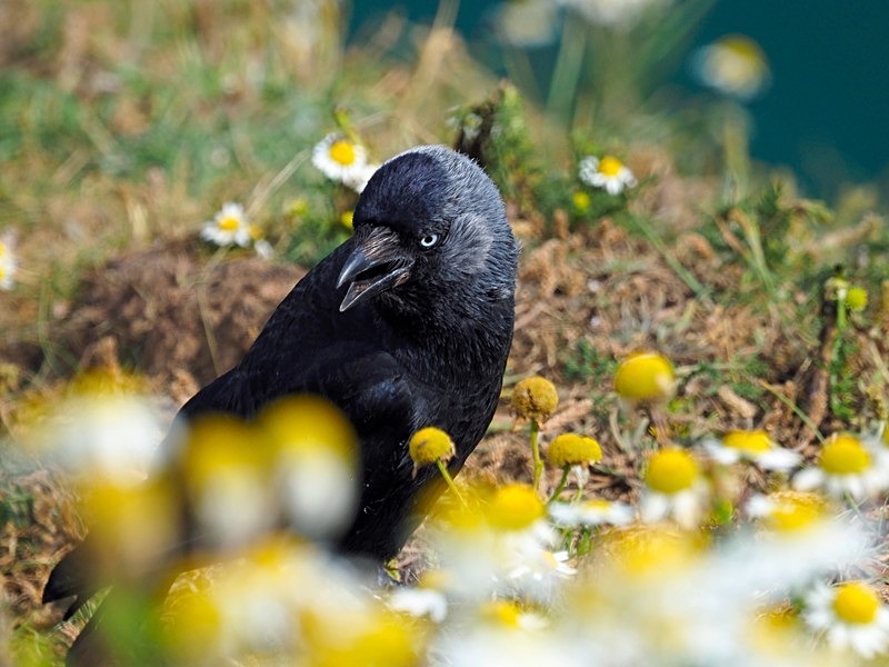 Jackdaw - Crows