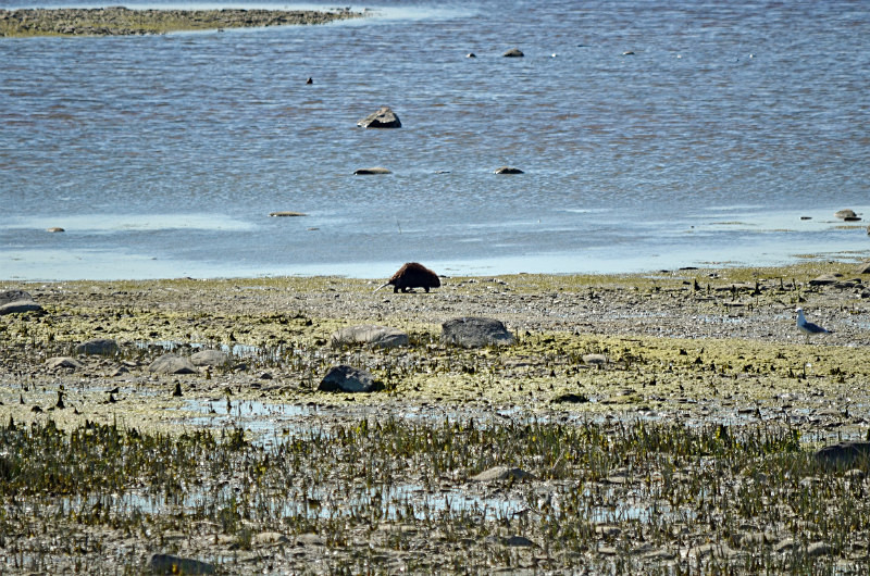 Beaver - Estonia