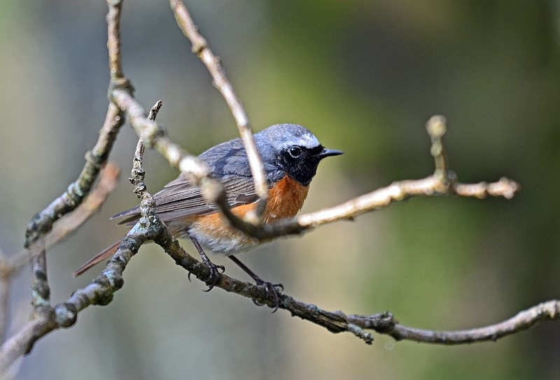 Common Redstart - Chats