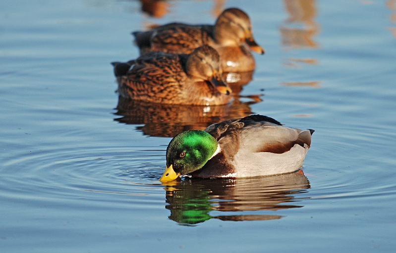 Mallard - Dabbling ducks
