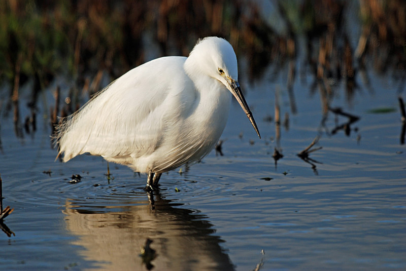 Little Egret - Herons and egrets