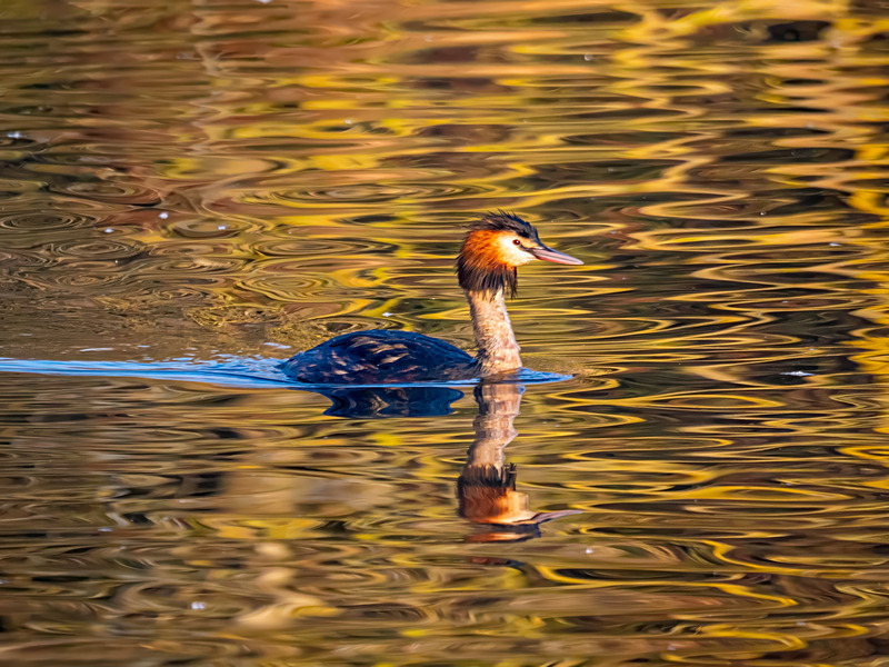 Great Crested Grebe - Latest photos