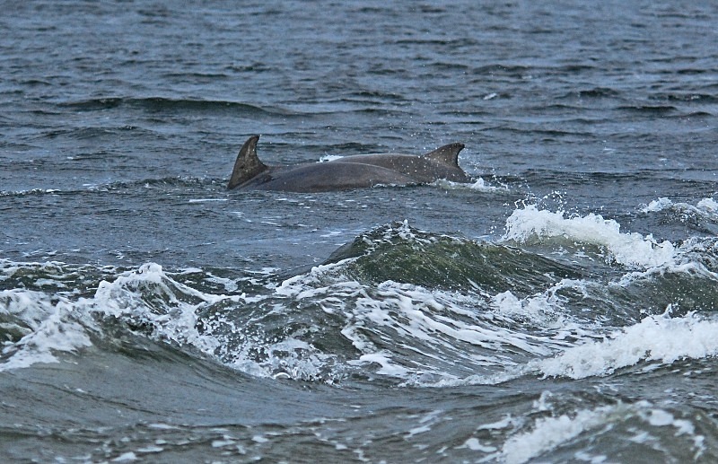 Bottlenose Dolphin - Whales and dolphins