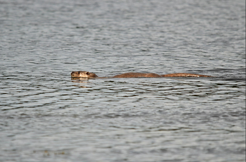 Otter - Otters