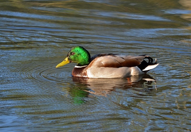 Mallard - Dabbling ducks