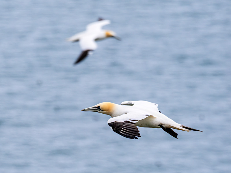Gannet - Latest photos