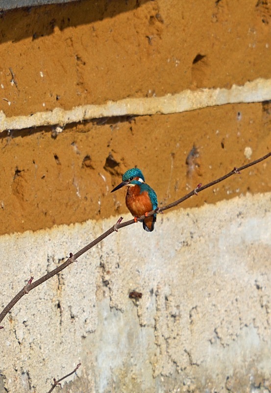 Kingfisher - Kingfishers