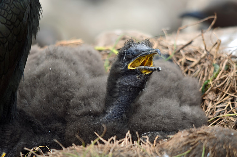 Shag chick - Cormorants and Shags