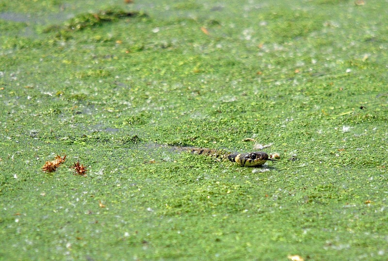 May 2011 - Grass Snake - Photos of the month