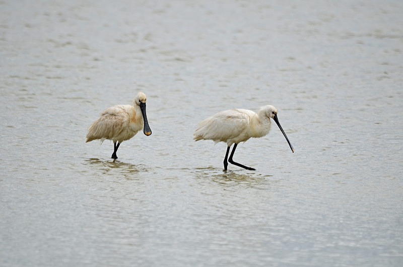 Spoonbills - South and west Spain - April and May 2012