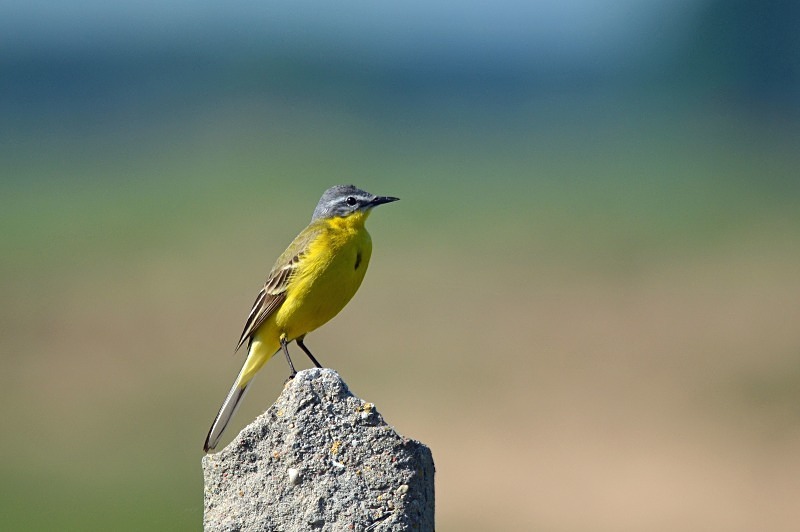 Blue-headed Wagtail - North east Poland - May 2013