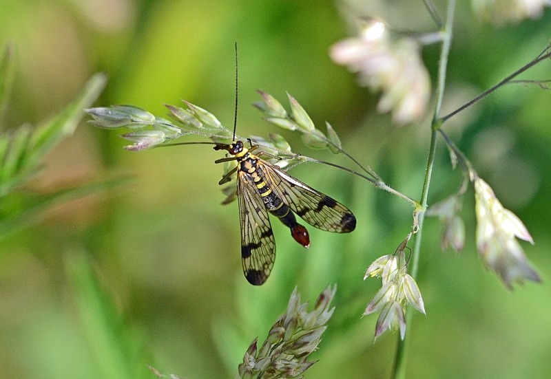 Scorpion Fly - Insects, beetles, spiders, etc.