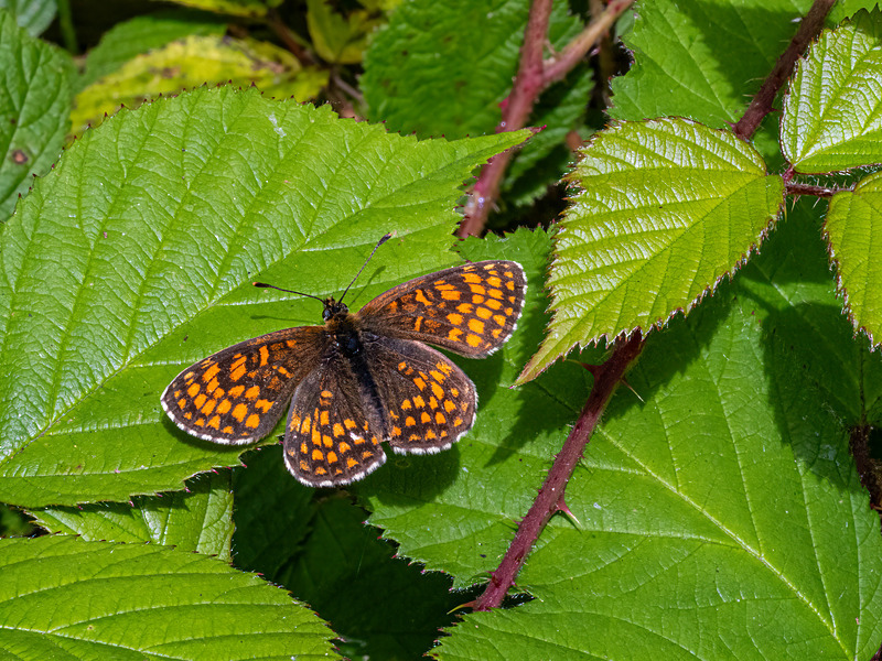 Heath Fritillary - Latest photos