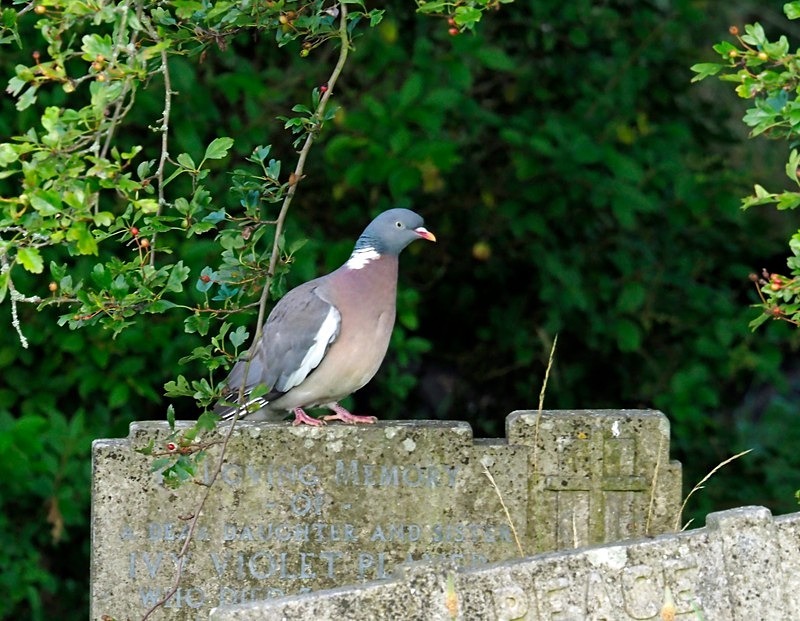 Woodpigeon - Pigeons and doves