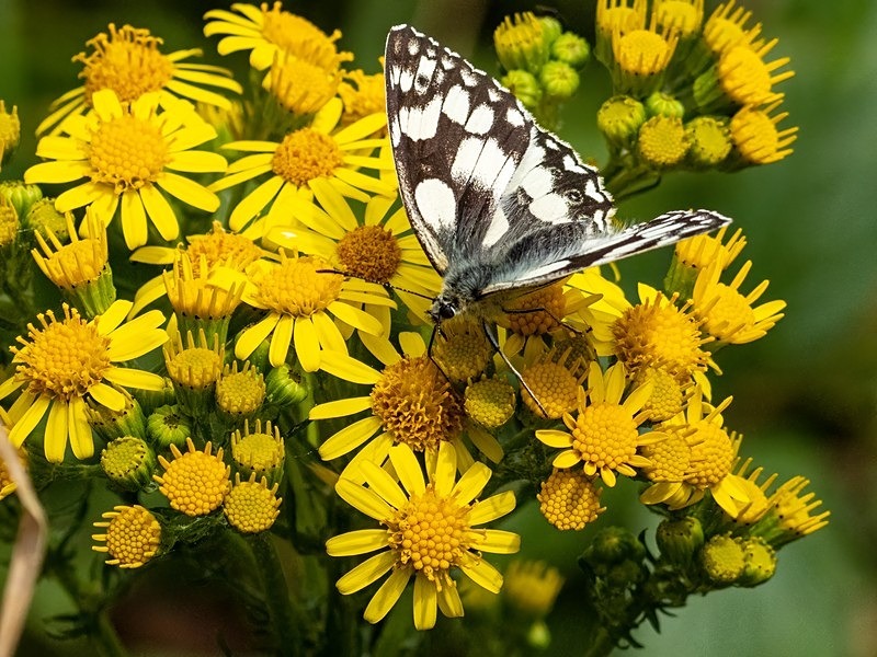 Marbled White - Butterflies