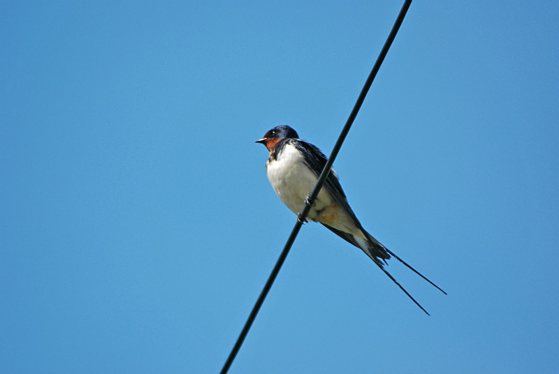 Swallow