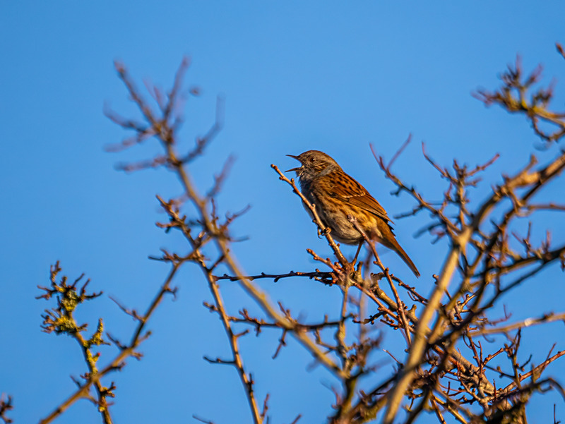 Dunnock - Latest photos