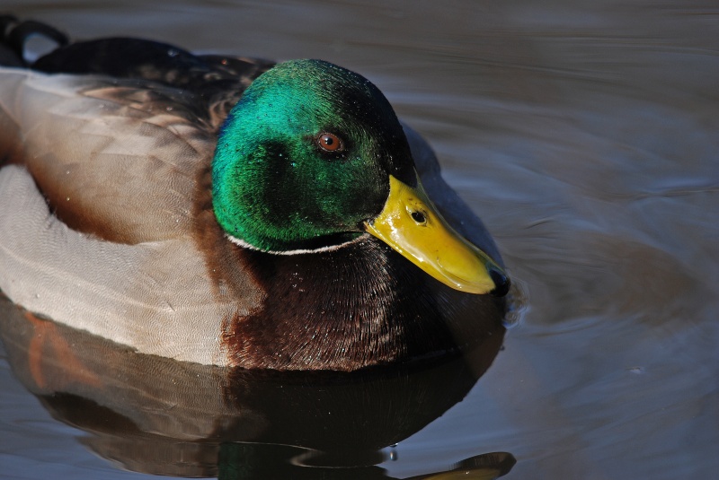 Mallard - Dabbling ducks