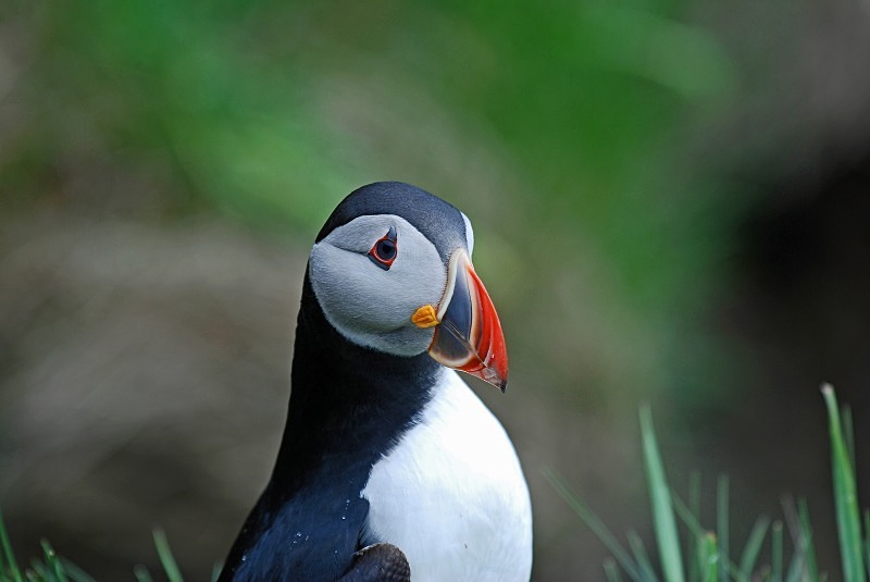 Puffin - Puffins