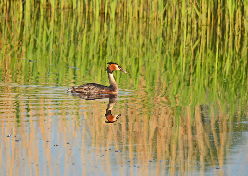 Great Crested Grebe - Grebes