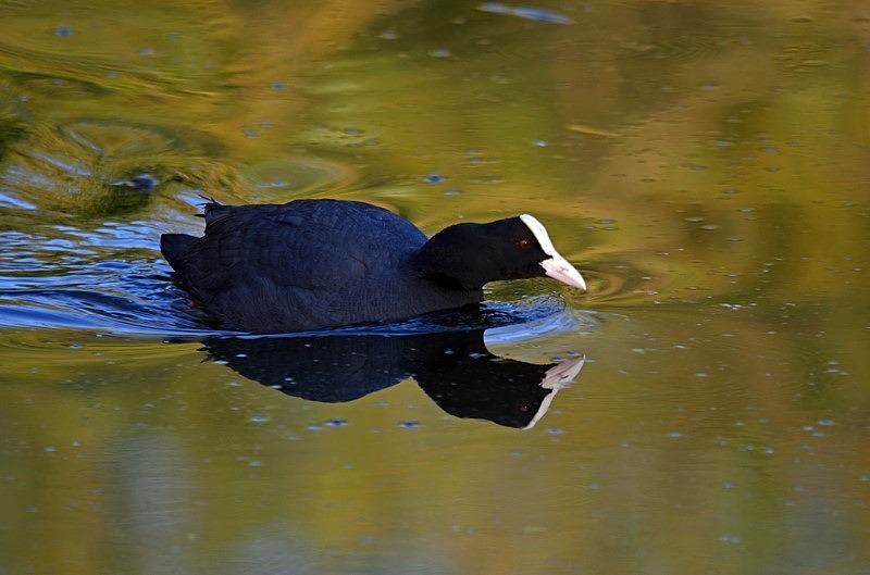 Coot - Crakes and rails