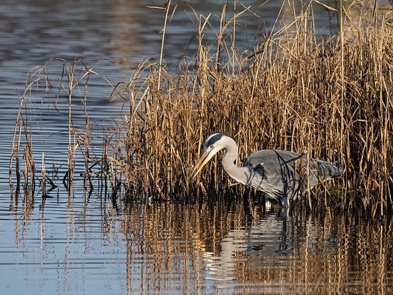 Grey Heron - Herons and egrets