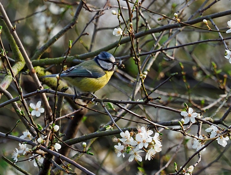 Blue Tit - Tits