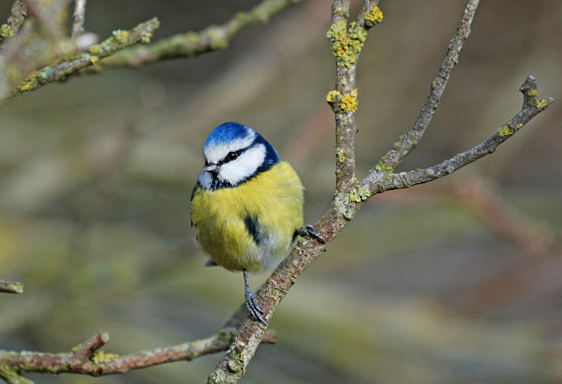 Blue Tit - Tits