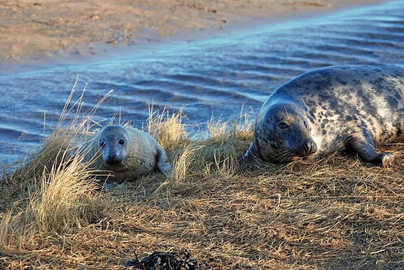 Atlantic Grey Seal - Atlantic Grey Seals