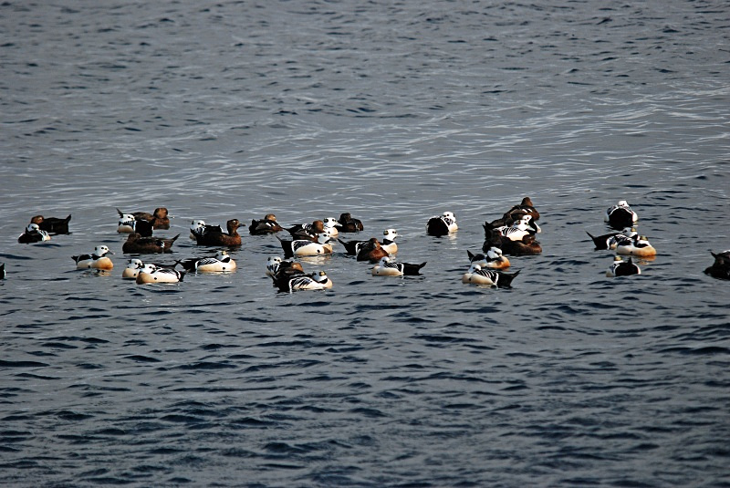 Steller's Eiders - Norway