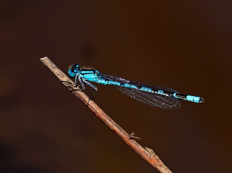 Azure Damselfly - Dragonflies and damselflies