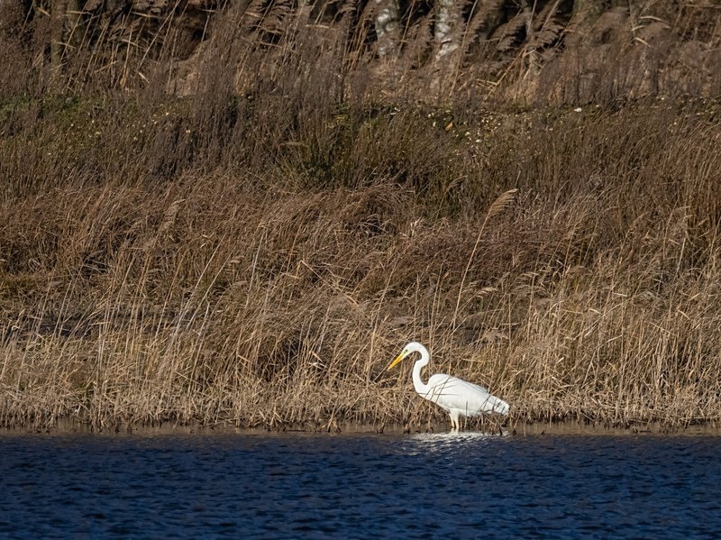 Great White Egret - Herons and egrets