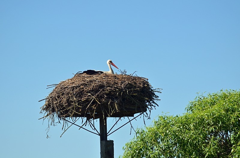 White Stork - North east Poland - May 2013